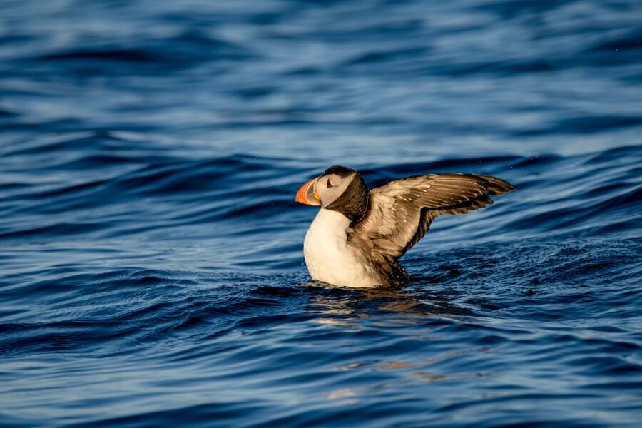 Bleik: Whale Watching by Speedboat with Puffins and Muffins - Price and value: why $199 can make sense here