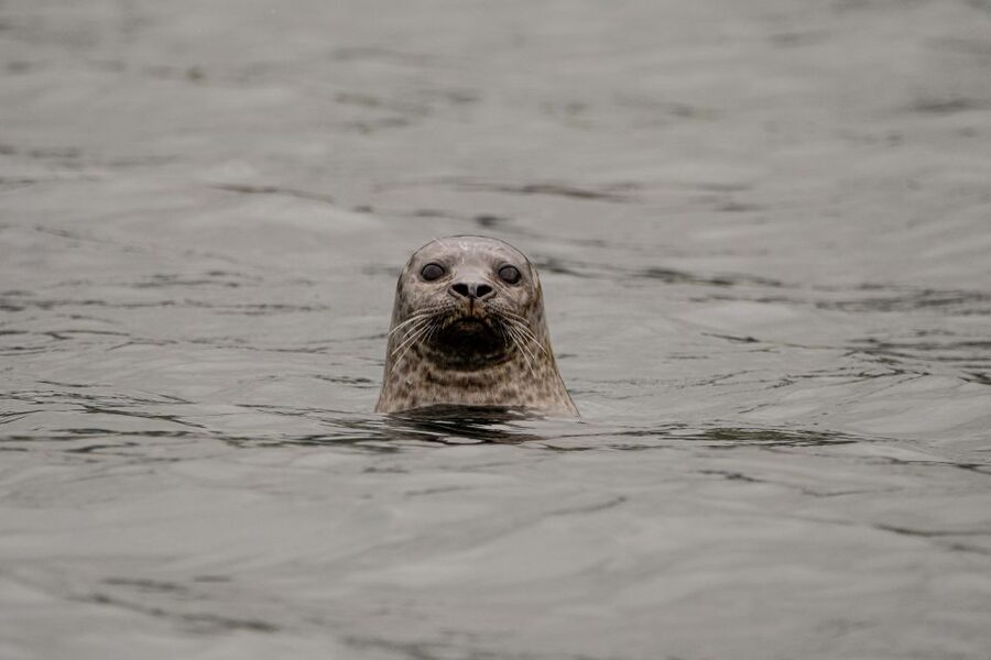 Bleik: Whale Watching by Speedboat with Puffins and Muffins - RIB ride basics: warm suits, life jackets, and what the 210 minutes means