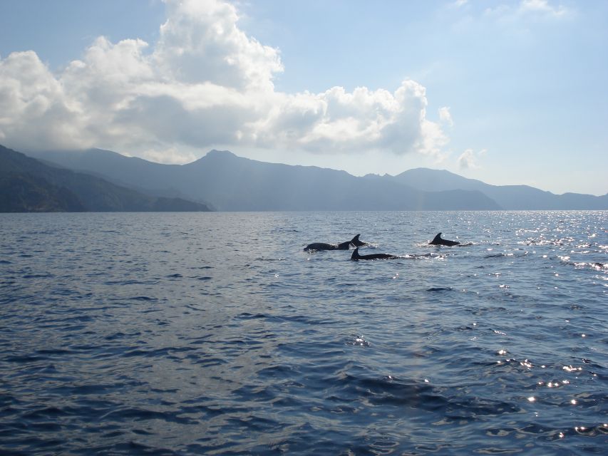 Calvi: Private Speedboat Tour to Wild Beaches with Aperitif - Calvi’s Bay: The Perfect Speedboat Starting Point