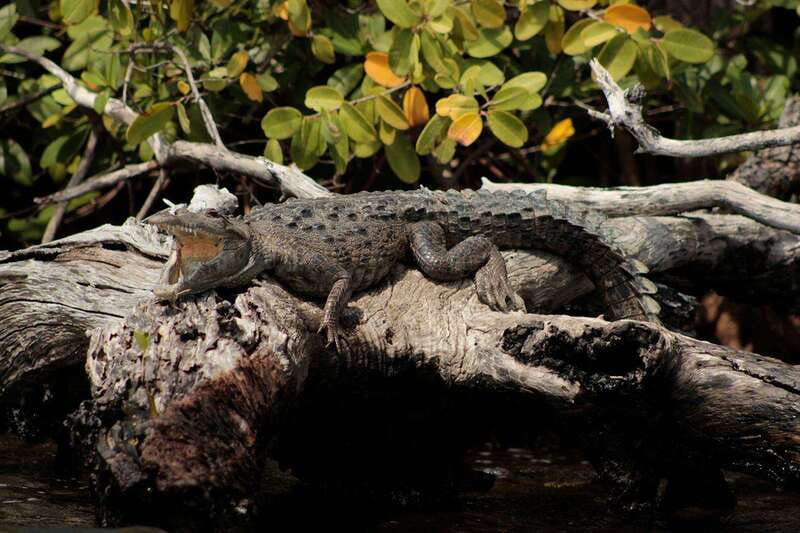Cancun: Jungle Tour Adventure with Speedboat and Snorkeling - Salbute and flavored waters: the snack that ends the 3 hours