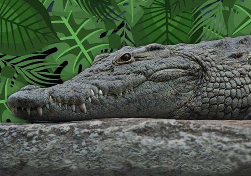 Cancun: Speedboat Adventure & Crocodile Sighting - Bilingual Guides and the Safety Briefing: The “Make It Smooth” Details