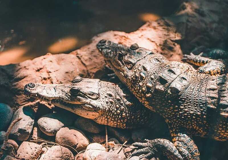 Cancun: Speedboat Adventure & Crocodile Sighting - Price and What You Actually Get for $139