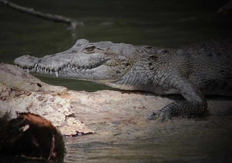 Cancun: Speedboat Adventure & Crocodile Sighting - What to Bring (Since Locker, Towel, and Photos Aren’t Included)
