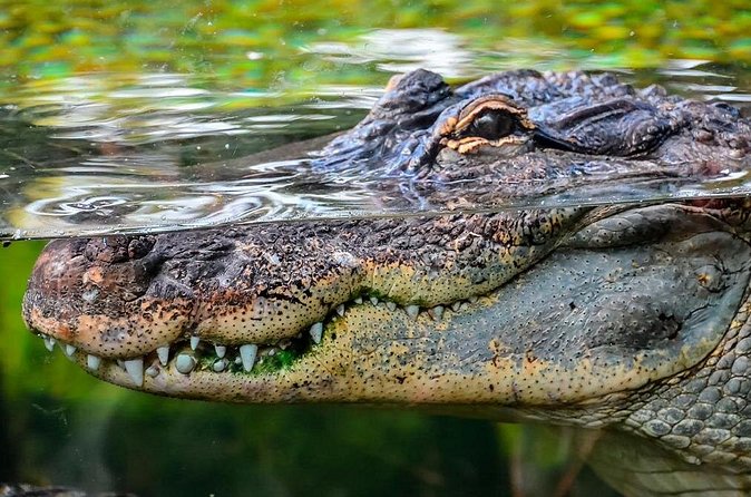 Cancun Speedboat with Crocodile Watching Jungle Tours Adventure - The guide experience: bilingual clarity and real effort