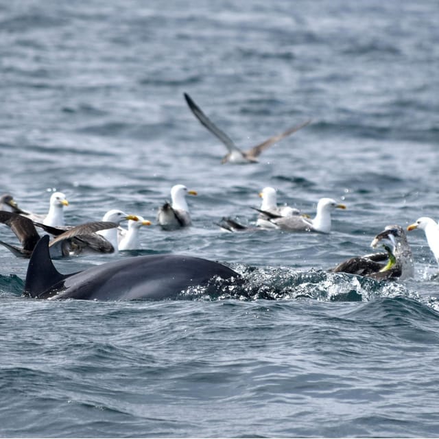 Cascais: Dolphin Watching Speedboat Tour - Key things I’d watch for