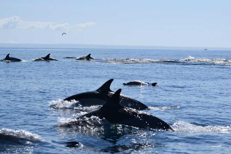 Cascais: Dolphin Watching Speedboat Tour - The Secret Viewing Stop and Respectful Rules That Matter