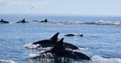 Cascais: Dolphin Watching Speedboat Tour - Wild Cetacean Search: What You Can See in Two Hours
