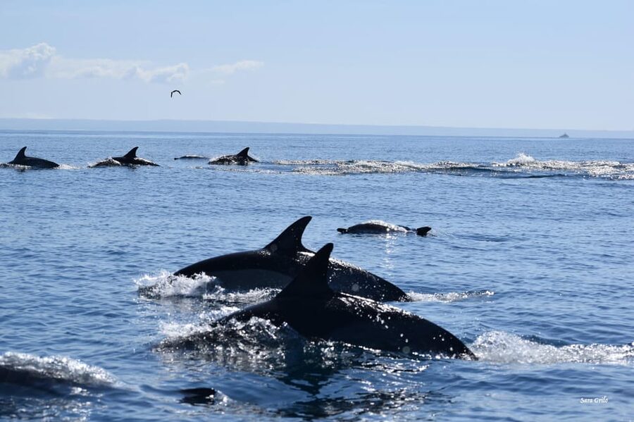 Cascais: Dolphin Watching Speedboat Tour - João, Rui, and the Crew’s Live Explanations on the Water