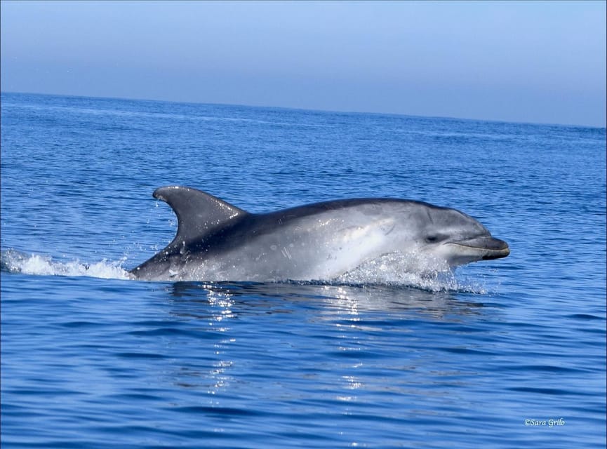 Cascais: Dolphin Watching Speedboat Tour - Price, Practicalities, and Who This Is For at About $76