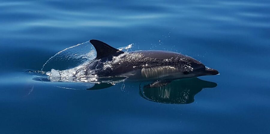 Cascais: Dolphin Watching Speedboat Tour - Should You Book Dolphin Watching from Cascais?