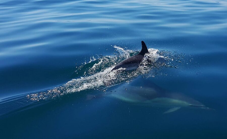 Cascais: Dolphin Watching Speedboat Tour - FAQ