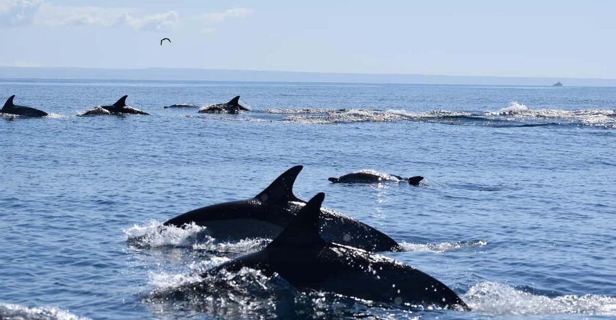 Cascais: Dolphin Watching Speedboat Tour - Wild Cetacean Search: What You Can See in Two Hours
