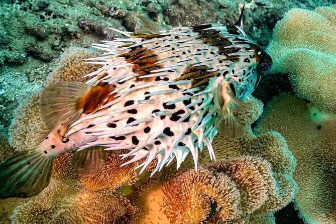 Cham Island Trip by Speed Boat including Snorkeling from Hoi An or Da Nang - Seafood market stop before snorkeling (why it’s there)