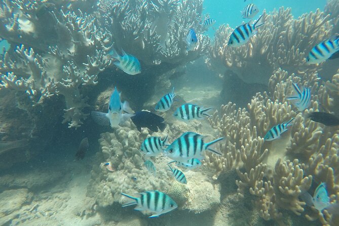 Cham Islands Snorkeling Tour by SpeedBoat from Da Nang - Bai Chong beach and lunch: where the day relaxes