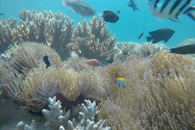 Cham Islands Snorkeling Tour by SpeedBoat from Da Nang - Who this tour fits best (and who should rethink it)