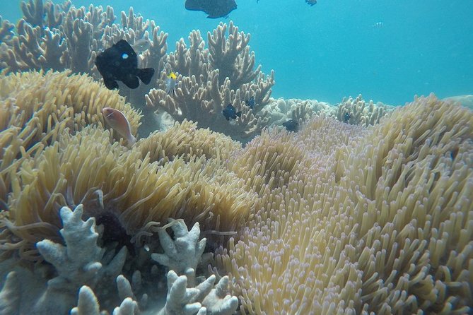 Cham Islands Snorkeling Tour by SpeedBoat from Da Nang - Getting there from Da Nang: Cua Dai, boat timing, and how the day flows