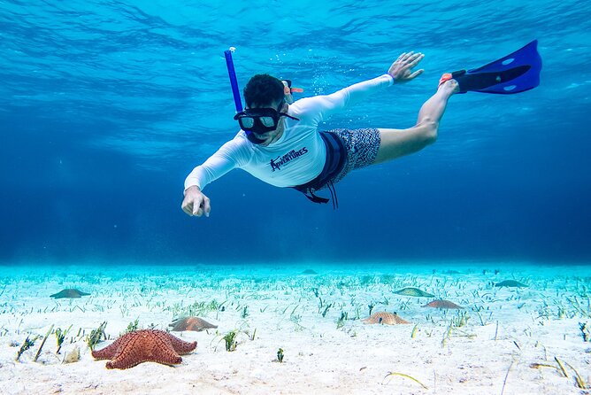 Cozumel Starfish and Tropical Reef Snorkeling by Powerboat with Lunch - Snorkeling along Cozumel’s south shore: what the route means