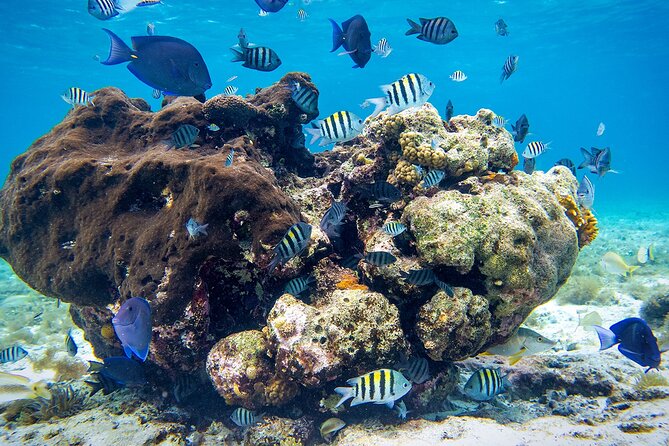 Cozumel Starfish and Tropical Reef Snorkeling by Powerboat with Lunch - El Cielo starfish sandbar: the shallow-water highlight