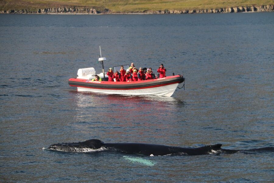 Dalvík: Whale Watching Speedboat Tour - Key things you’ll notice fast