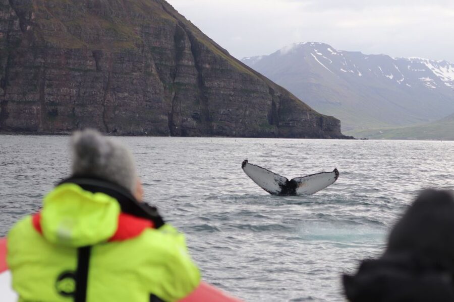 Dalvík: Whale Watching Speedboat Tour - Should you book Dalvík whale watching on this RIB?