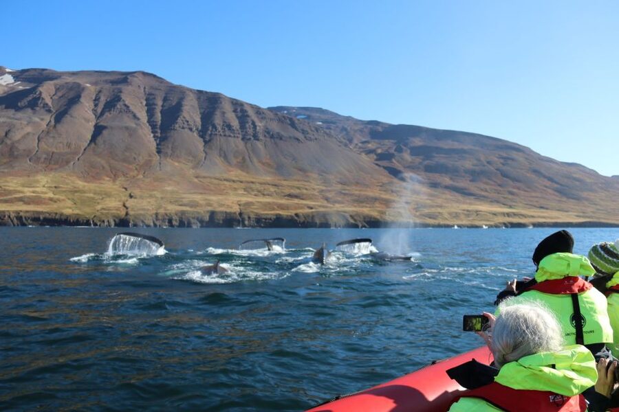 Dalvík: Whale Watching Speedboat Tour - Dalvík meets the sea: what your 2 hours are really like