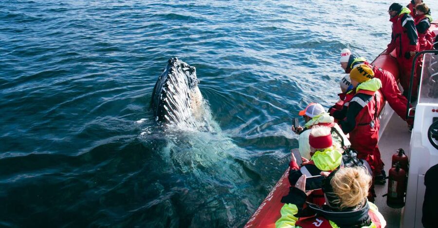 Dalvík: Whale Watching Speedboat Tour - Stop by stop: how the time on the water is used