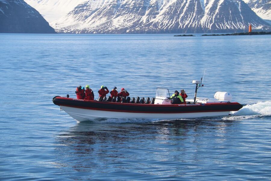 Dalvík: Whale Watching Speedboat Tour - Wildlife odds: what you’re most likely to see