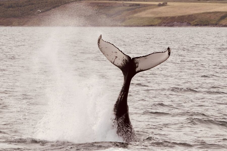 Dalvík: Whale Watching Speedboat Tour - Price and value: is $165 worth it?