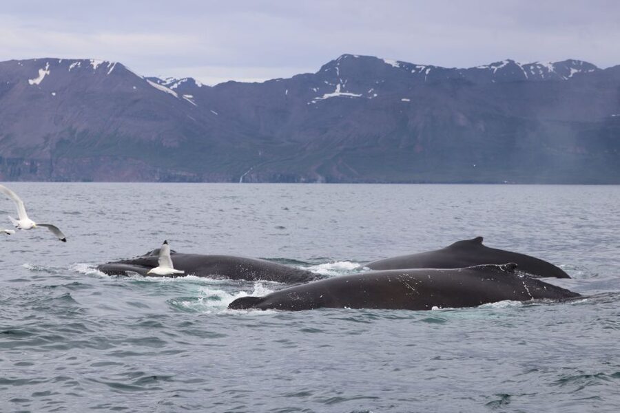 Dalvík: Whale Watching Speedboat Tour - Weather reality: what cold, wind, and waves mean for you