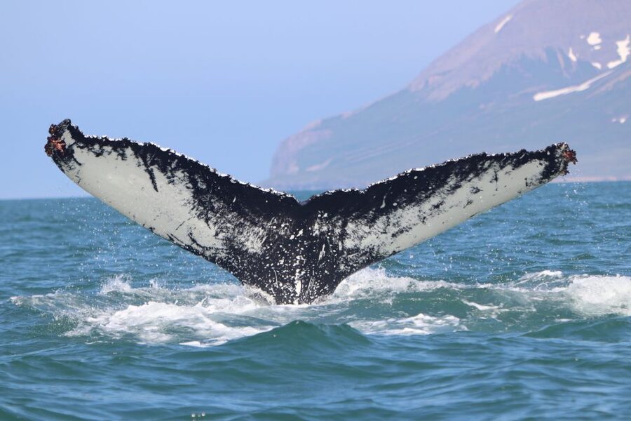 Dalvík: Whale Watching Speedboat Tour - Who should book this (and who should skip it)