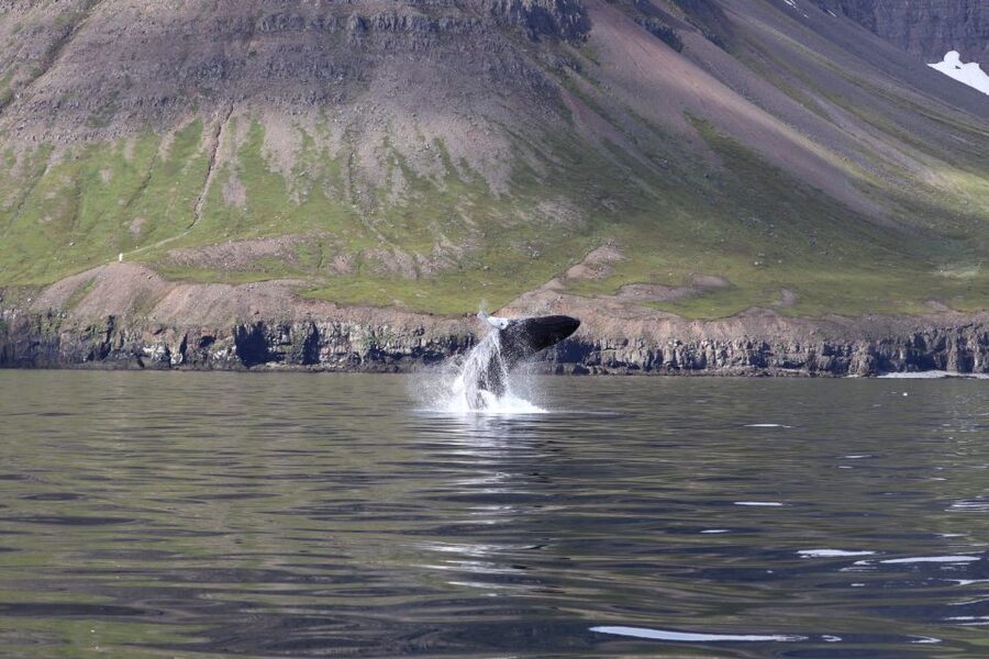 Dalvík: Whale Watching Speedboat Tour - Short notes on guides, comfort, and how to get the best views