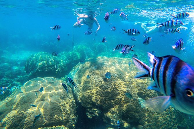 Day Tour to Angthong Marine Park by Insea Speedboat from Koh Samui - Pickup and the morning rhythm from Koh Samui