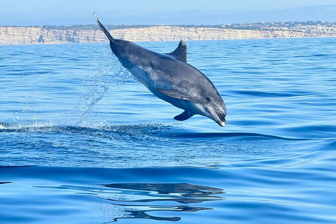 Dolphin Expedition Shared Speedboat tour with Biologist guide - Entering the Arade River: Portimão landmarks and a quick sense of place