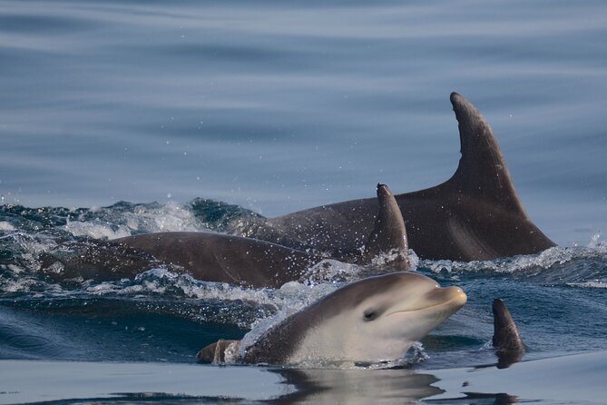 Dolphin Expedition Shared Speedboat tour with Biologist guide - Capitaine Nemo Algarve: small-group speedboat comfort and safety