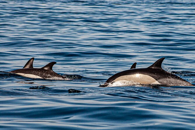 Dolphin Expedition Shared Speedboat tour with Biologist guide - The dolphin expedition with a biologist: what you’re searching for
