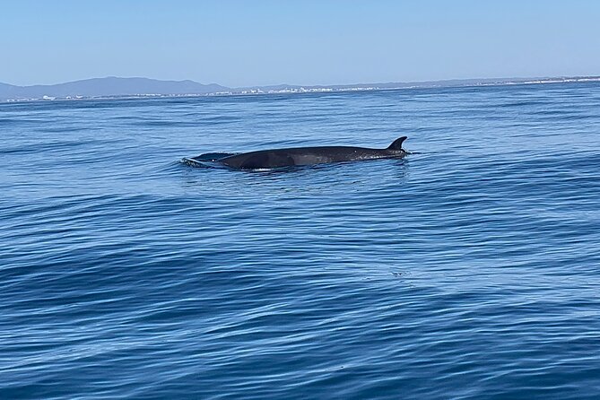 Dolphin Expedition Shared Speedboat tour with Biologist guide - What if the sea feels unpredictable? Fog, wind, and best expectations