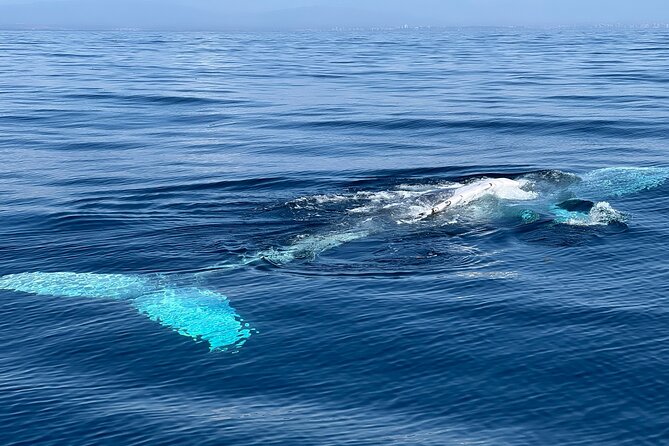 Dolphin Expedition Shared Speedboat tour with Biologist guide - Itinerary flow in plain language: where the time actually goes