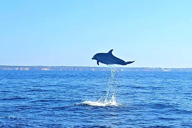 Dolphin Expedition Shared Speedboat tour with Biologist guide - Price and value: $71.48 for science plus a real ocean search