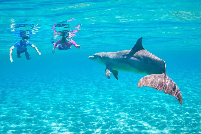 Dolphin House By Private Speed Boat & Drinks & Transfer-Hurghada - Snorkeling on the Red Sea: Gear Included, What to Look For