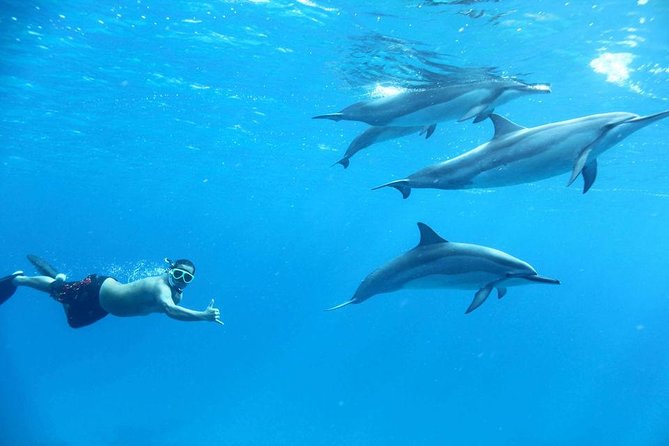 Dolphin House By Private Speed Boat & Drinks & Transfer-Hurghada - Price Breakdown: $50 Works, But Bring the Cash Extras