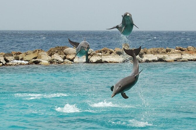 Dolphin House By Private Speed Boat & Drinks & Transfer-Hurghada - A Note on Weather and Sea Conditions