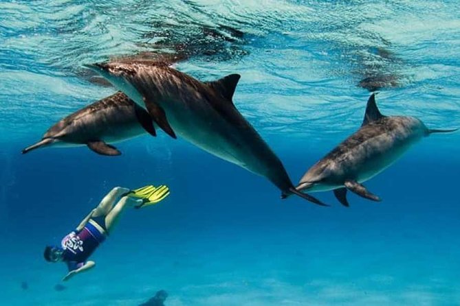 Dolphin House By Private Speed Boat & Drinks & Transfer-Hurghada - Who This Tour Fits Best (and Who Might Skip It)