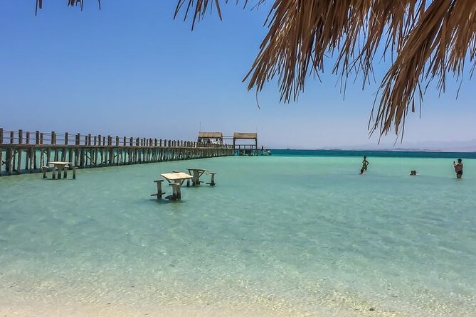 Dolphin House By Private Speedboat With Giftun Island _ Hurghada - Dolphins watching with an 80% target: how to set expectations