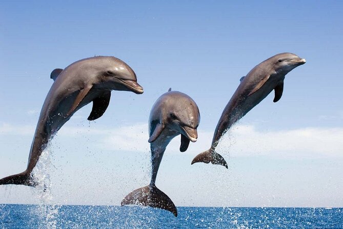 Dolphin Snorkel With private Speed Boat & Water Sports - Hurghada - The Fast Ride That Sets The Tone In Hurghada