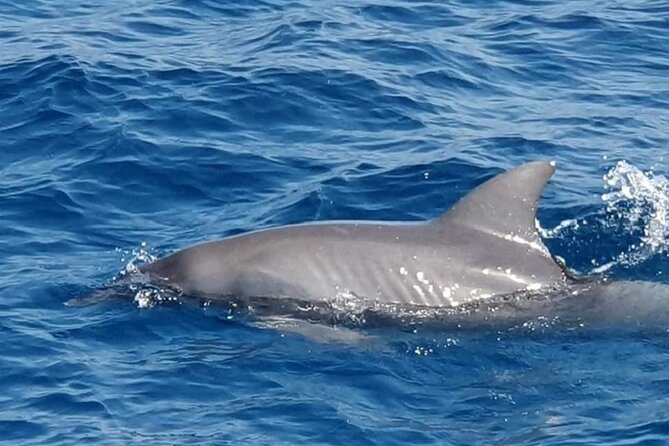 Dolphin Snorkel With private Speed Boat & Water Sports - Hurghada - Price And Value: What You’re Really Paying For