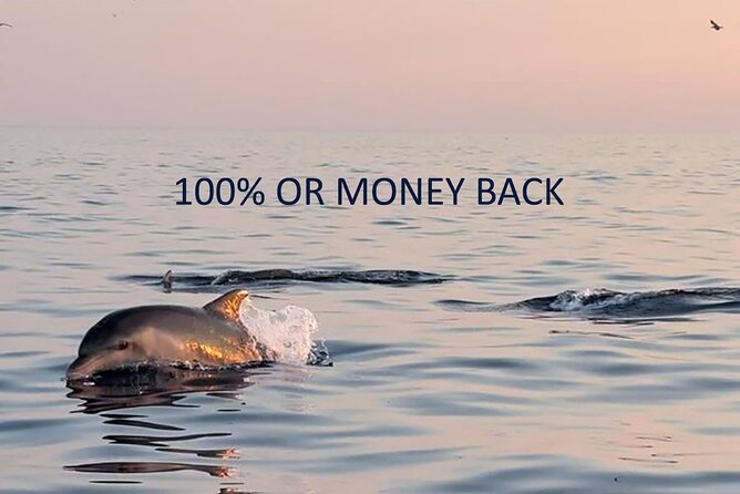 Dolphin Sunrise Adventure with Speedboat - Key points before you go