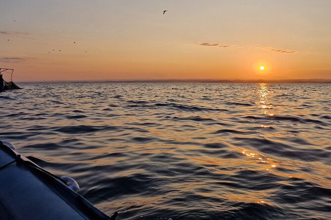 Dolphin Sunrise Adventure with Speedboat - What you can expect when dolphins are around