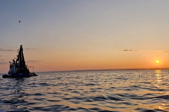 Dolphin Sunrise Adventure with Speedboat - The guide: learning what you’re seeing
