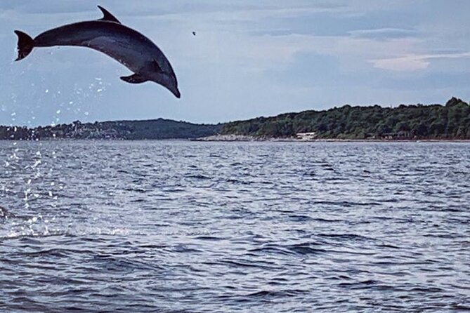 Dolphin Sunset Adventure with Speedboat - Key Things You’ll Notice on This Dolphin Sunset Speedboat