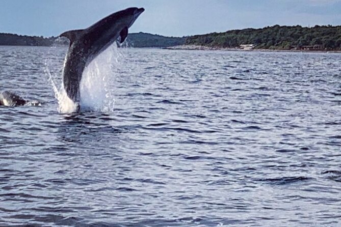 Dolphin Sunset Adventure with Speedboat - Rovinj Area, Vrsar Departure: The Quick Reality Check
